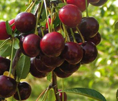 wiśnia North Star.PNG