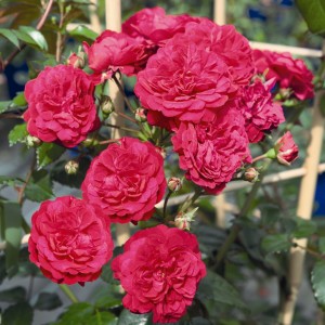 Róża pnąca Starlet Rosen Tantau Lola®