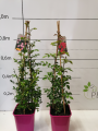 Starlet Rosen Tantau Eva®i Lola®- okres wegetacji.jpg