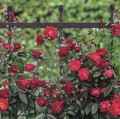 Starlet Rosen Tantau Lola®.jpg