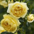 Starlet Rose Elida®.jpg