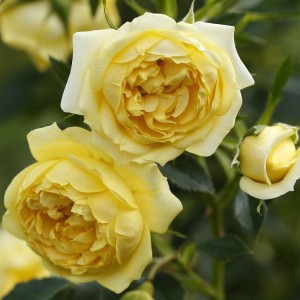 Róża pnąca Starlet Rosen Tantau Elida®