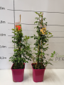 Starlet Rosen Tantau Carmen®i Elida®- okres wegetacji.jpg