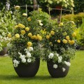 Starlet Rosen Tantau Elida®.jpg