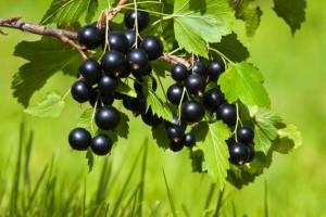 Porzeczka czarna Titania pienna PA90