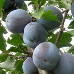 Śliwa Bluefree