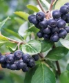 aronia.webp