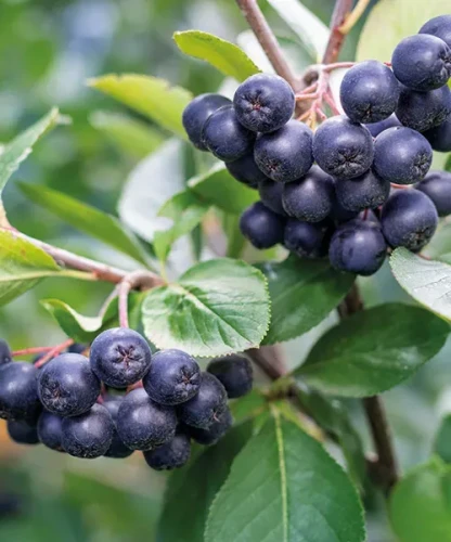 aronia.webp