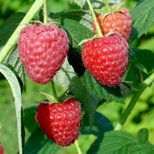 Malina 'Polesie'