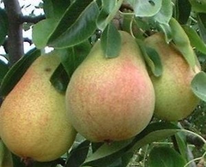Grusza Faworytka