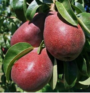 Grusza Red Faworytka