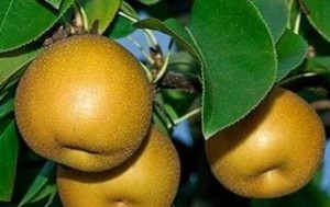 Grusza azjatycka Nashi Kumoi