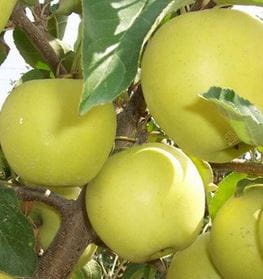 Jabłoń Golden Delicious