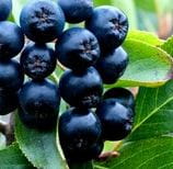 Aronia pienna PA90