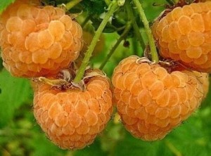 Malina żółta 'Golden Queen'