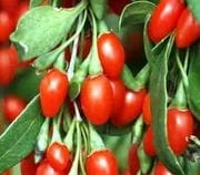 Jagody goji 'Korean Big'