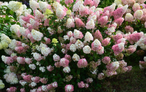 Hortensja bukietowa Sundae Fraise®