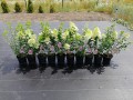 Hortensja bukietowa Sundae Fraise®