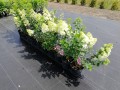 Hortensja bukietowa Sundae Fraise®