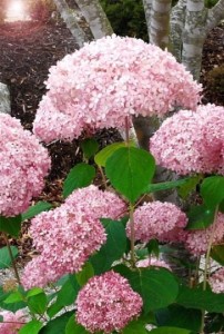 Hortensja krzewiasta Pink Annabelle®