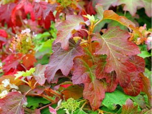 Hortensja dębolistna Burgundy