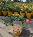 Bienenweide Apricot.jpg