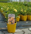 Bienenweide Fruity.jpg