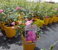 Bienenweide Rosa.jpg