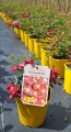 Bienenweide Rot.jpg