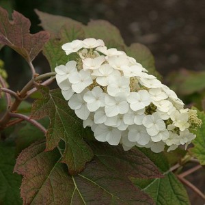 Hortensja dębolistna 'Ice Crystal'